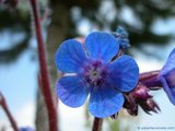 foto de flor de planta silvestre boraginaceae Anchusa azurea Miller , Lengua de buey o vaca , Azulillo , Chupamiel (E.), Bugloss (I.), Ochsenzunge (A.), Buglosse D'Italie (F.), Lingua di bue (It.), Buglossa (P.), con tama�o de 1024X768